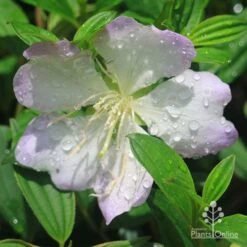 Tibouchina Chameleon -Bloom Field Shop apo tibouchina chameleon flower