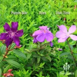 Tibouchina Purple Star -Bloom Field Shop apo tibouchina compare 2