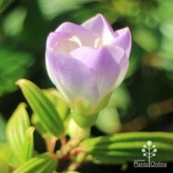 Tibouchina Illusion -Bloom Field Shop apo tibouchina illusion bud