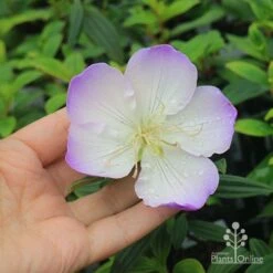 Tibouchina Illusion -Bloom Field Shop apo tibouchina illusion flower size