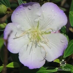 Tibouchina Illusion -Bloom Field Shop apo tibouchina illusion picotee