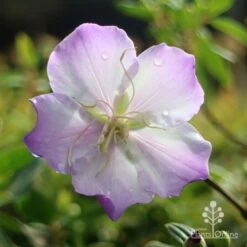 Tibouchina Illusion -Bloom Field Shop apo tibouchina illusion rain