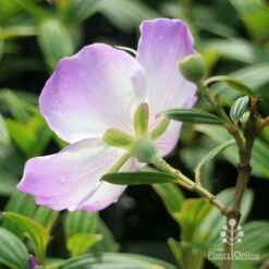 Tibouchina Illusion -Bloom Field Shop apo tibouchina illusion reverse