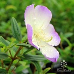 Tibouchina Illusion -Bloom Field Shop apo tibouchina illusion side