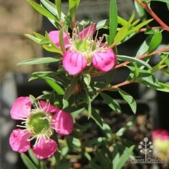 Leptospermum Tickled Pink -Bloom Field Shop apo tickled pink above