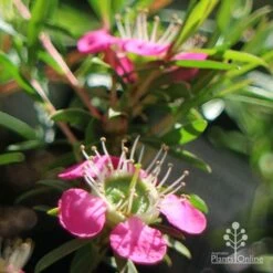 Leptospermum Tickled Pink -Bloom Field Shop apo tickled pink close