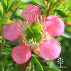 Leptospermum Tickled Pink -Bloom Field Shop apo tickled pink flower close 1