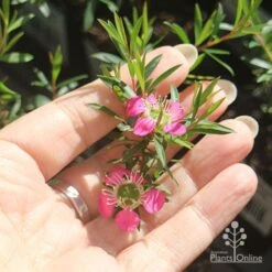Leptospermum Tickled Pink -Bloom Field Shop apo tickled pink flower size