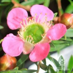 Leptospermum Tickled Pink -Bloom Field Shop apo tickled pink leptospermum flower closeup 1
