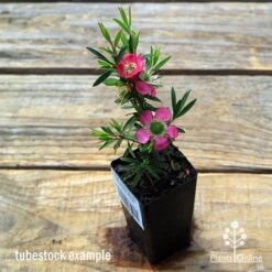 Leptospermum Tickled Pink -Bloom Field Shop apo tickled pink leptospermum tubestock flowering