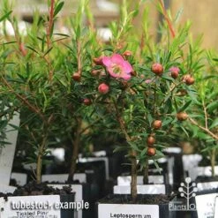 Leptospermum Tickled Pink -Bloom Field Shop apo tickled pink leptospermum tubestock plants 1