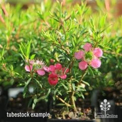 Leptospermum Tickled Pink -Bloom Field Shop apo tickled pink tubestock 3 flowers 1
