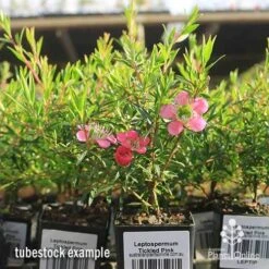 Leptospermum Tickled Pink -Bloom Field Shop apo tickled pink tubestock flowers 1