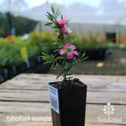 Leptospermum Tickled Pink -Bloom Field Shop apo tickled pink tubestock in flower
