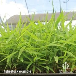 Tiger Grass - Thysanolaena -Bloom Field Shop apo tiger grass tray of tubestock