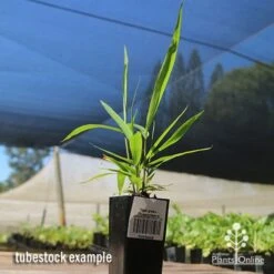 Tiger Grass - Thysanolaena -Bloom Field Shop apo tiger grass tubestock