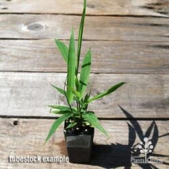 Tiger Grass - Thysanolaena -Bloom Field Shop apo tiger grass tubestock top