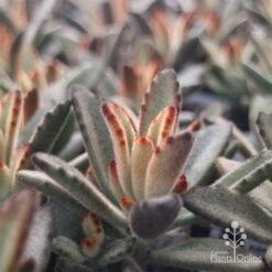 Kalanchoe Tomentosa – Panda Plant - Succulent -Bloom Field Shop apo tomentosa chocolate