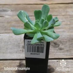 Echeveria Topsy Turvy - Succulent 20 Echeveria Topsy Turvy - Succulent -Bloom Field Shop apo topsy tubestock 2