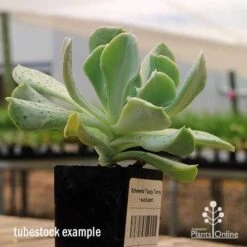 Echeveria Topsy Turvy - Succulent 19 Echeveria Topsy Turvy - Succulent -Bloom Field Shop apo topsy tubestock