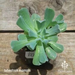 Echeveria Topsy Turvy - Succulent 15 Echeveria Topsy Turvy - Succulent -Bloom Field Shop apo topsy tubestock top