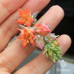 Echeveria Topsy Turvy - Succulent 16 Echeveria Topsy Turvy - Succulent -Bloom Field Shop apo topsy turvy flowersize