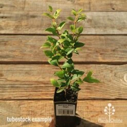 Acmena Allyn Magic -Bloom Field Shop apo tubestock allyn magic green