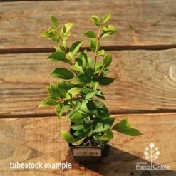 Acmena Allyn Magic -Bloom Field Shop apo tubestock allyn magic green top