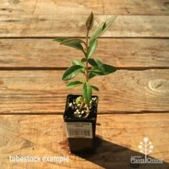 Grevillea Deua Flame -Bloom Field Shop apo tubestock grevillea deua flame