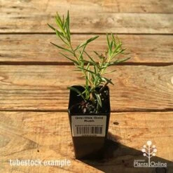 Grevillea Gold Rush -Bloom Field Shop apo tubestock grevillea gold rush