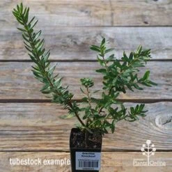 New Arrival -Bloom Field Shop apo tubestock grevillea knockout