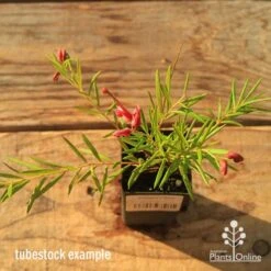 Grevillea Liliane 20 Grevillea Liliane -Bloom Field Shop apo tubestock grevillea liliane top