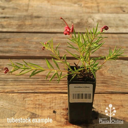Grevillea Liliane 4 Grevillea Liliane - Image 2