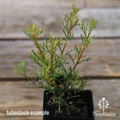 Grevillea Mini Marvel -Bloom Field Shop apo tubestock grevillea mini marvel close