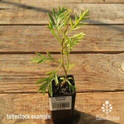 Grevillea Superb 14 Grevillea Superb -Bloom Field Shop apo tubestock grevillea superb