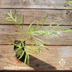 Grevillea Yamba Sunshine -Bloom Field Shop apo tubestock grevillea yamba sunshine top