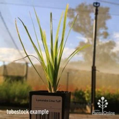 Lomandra Lime Tuff 17 Lomandra Lime Tuff -Bloom Field Shop apo tubestock lomandra lime tuff nursery