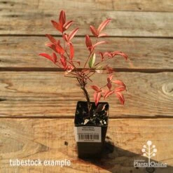 Nandina Moonbay -Bloom Field Shop apo tubestock nandina moonbay