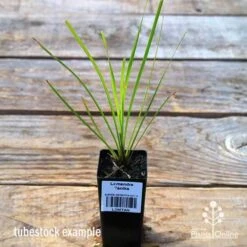 Lomandra Tanika -Bloom Field Shop apo tubestock tanika