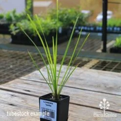 Lomandra Tanika -Bloom Field Shop apo tubestock tanika side