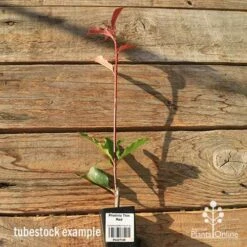 Photinia Thin Red 23 Photinia Thin Red -Bloom Field Shop apo tubestock thin red tall