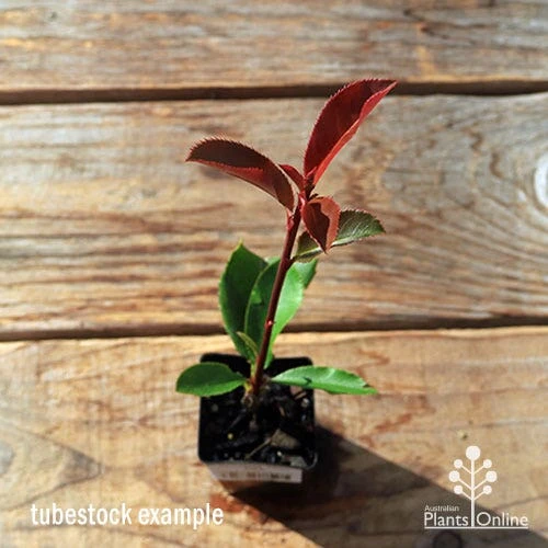 Photinia Thin Red 12 Photinia Thin Red - Image 10
