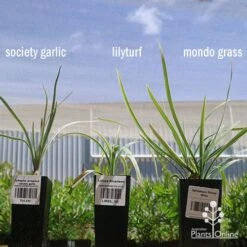 Liriope Silverlawn -Bloom Field Shop apo variegated grass comparison2 2