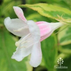 Weigela Variegated -Bloom Field Shop apo variegated weigela bud