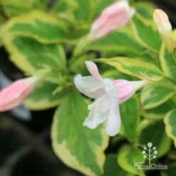 Weigela Variegated -Bloom Field Shop apo variegated weigela buds