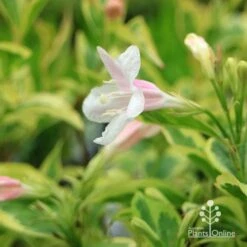 Weigela Variegated -Bloom Field Shop apo variegated weigela flower close