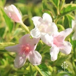 Weigela Variegated -Bloom Field Shop apo variegated weigela flowers