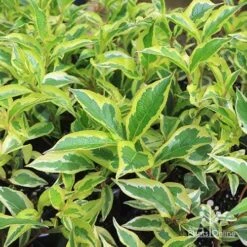 Weigela Variegated -Bloom Field Shop apo variegated weigela foliage