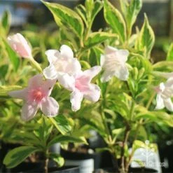 Weigela Variegated -Bloom Field Shop apo variegated weigela tubestock flower