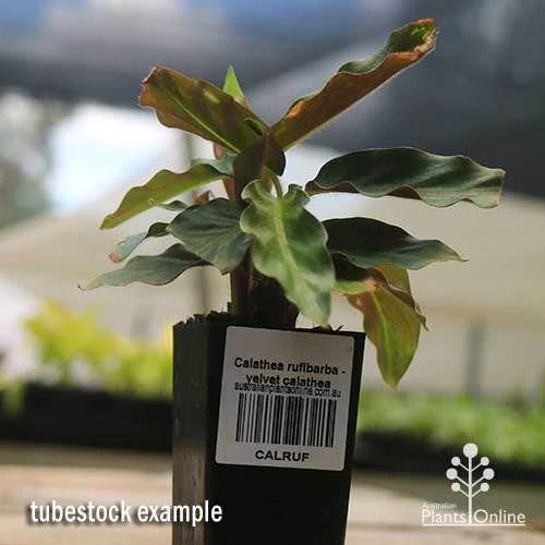 Calathea Rufibarba - Velvet Calathea 5 Calathea Rufibarba - Velvet Calathea - Image 3